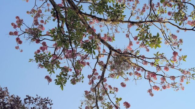 Blooming tree of rose Lapacho or Tajy, under a blue sky
