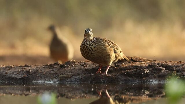 Wide shot of a Crested Francolin drinking filmed from a low angle, Greater Kruger.