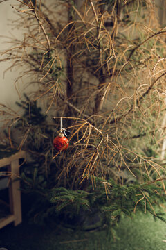 lone Christmas decoration on dead tree