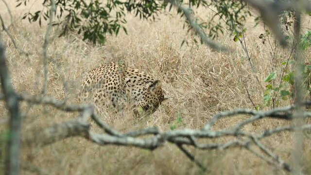 Wide shot of a leopard sitting in the dry grass scratching itself, Greater Kruger. 