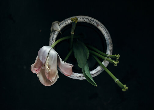 Drooped tulip flower in vase