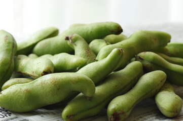 収穫したてのソラマメ（そら豆、そらまめ）