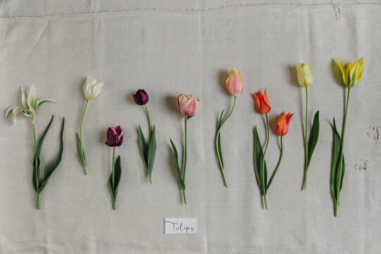 Display of different tulips in row