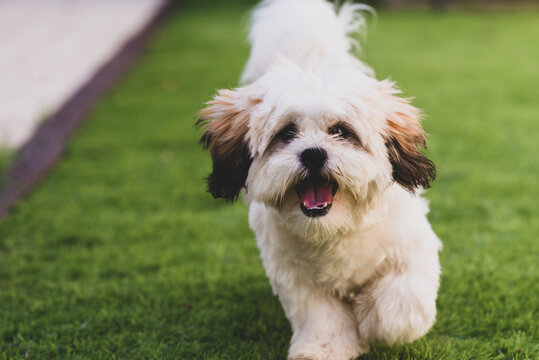 cute puppy
