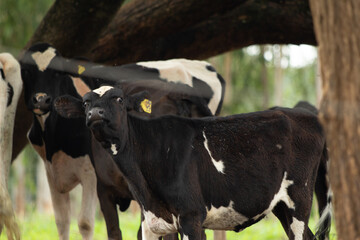 Cow, vacas, fazenda leite