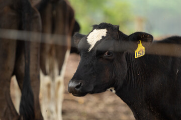 Cow, vacas, fazenda leite
