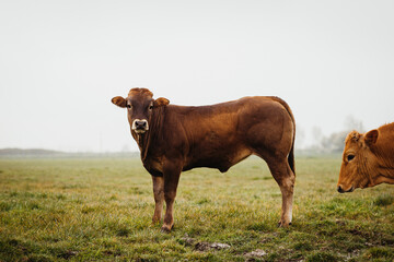 a meadow with 2 brown cows