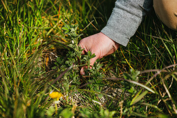Alfalfa growing in between grass