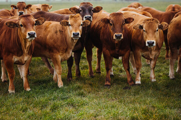 a meadow full of brown cows