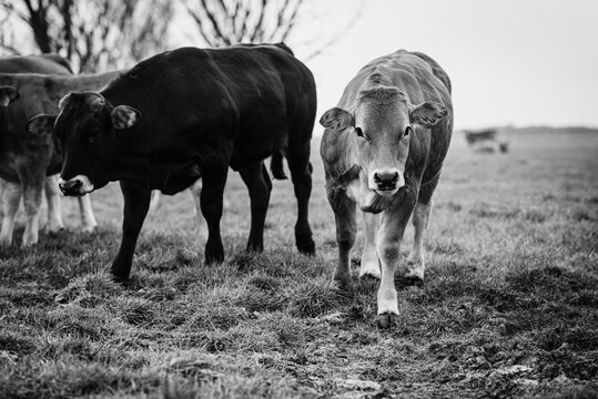 black and white image of a meadow full of cows