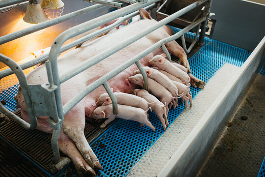 Little piglets drinking from mother pig
