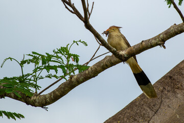 Bird on tree with food, pássaro na árvore