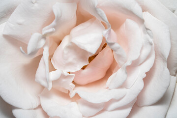 Naklejka premium Close up shot of light pink color rose flower