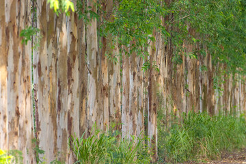 The trunk of the eucalyptus tree is grown for economic agriculture.