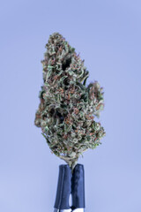 Cannabis Flower Macro - Strain: Pineapple