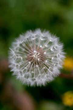 Close-Up Of A Dandelion Seed Head