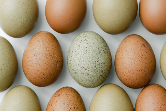 Brown and Olive eggs lined up