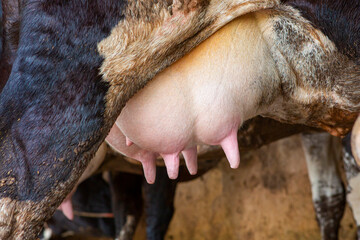 Naklejka premium Close-up of a milk cow's udder on a farm