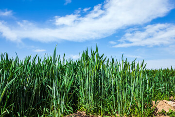 Fototapeta premium Wheat is growing in the field ,The wheat fields are under the blue sky and white clouds