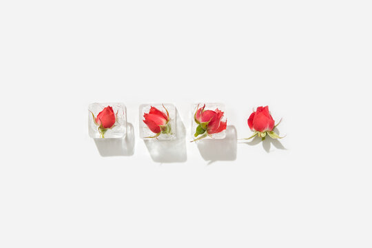 Ice cubes with red roses
