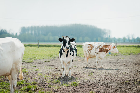 Holstein cows