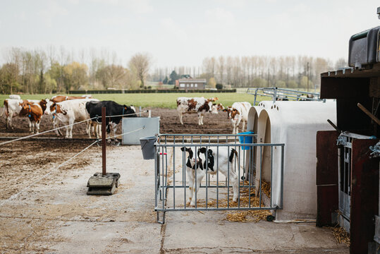 Holstein cows