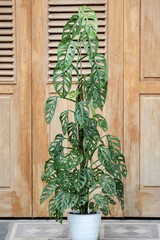 Monstera Acuminata, Monstera Adansonii, Monstera Obliqua are plants that are currently popular in Indonesia as Janda Bolong, Rondo Bolong or Janbol.The Swiss Cheese plant or Five Holes Plant.