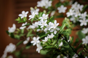 Wrightia religiosa or anting putri is a species of flowering plant in the genus Wrightia and family Apocynaceae. This species is commonly used as an ornamental plant and bonsai.