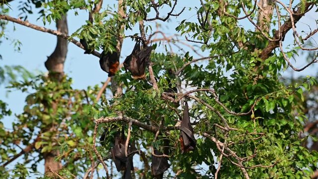 Lyle's Flying Fox, Pteropus lylei, Saraburi, Thailand; a part of a colony roosting on a tree while one in the middle raised its body up to groom itself and repositioned during a summer afternoon.