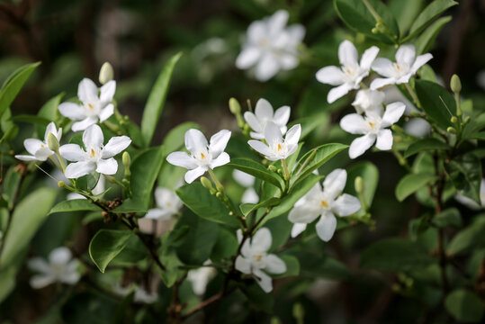 Wrightia religiosa or anting putri is a species of flowering plant in the genus Wrightia and family Apocynaceae. This species is commonly used as an ornamental plant and bonsai.
