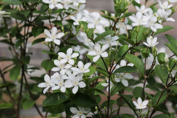 Wrightia religiosa or anting putri is a species of flowering plant in the genus Wrightia and family Apocynaceae. This species is commonly used as an ornamental plant and bonsai.