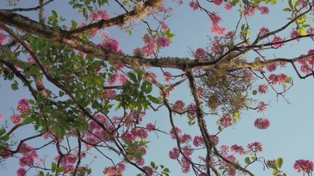 Blooming tree of rose lapacho or Tajy