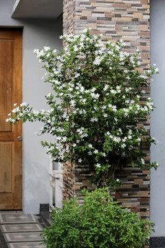 Wrightia religiosa or anting putri is a species of flowering plant in the genus Wrightia and family Apocynaceae. This species is commonly used as an ornamental plant and bonsai.