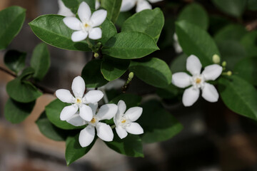 Wrightia religiosa or anting putri is a species of flowering plant in the genus Wrightia and family Apocynaceae. This species is commonly used as an ornamental plant and bonsai.