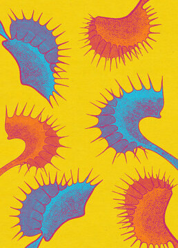 Venus flytrap detail 