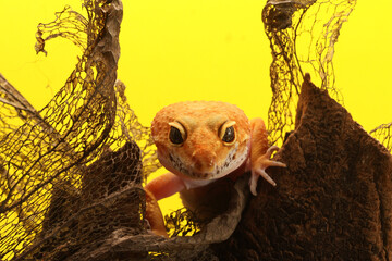 Leopard Gecko on yellow background.Leopard gecko lizard, close up macro