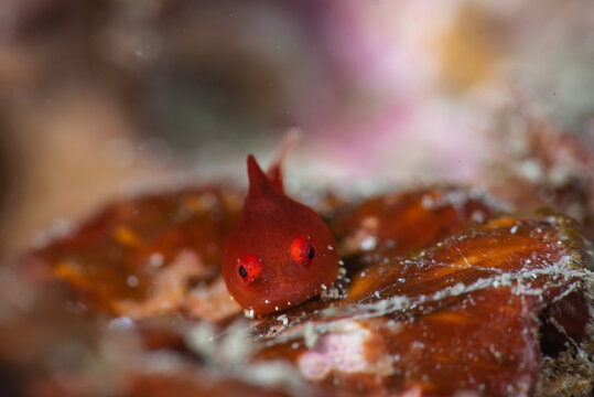 Juvenile lumpsucker
