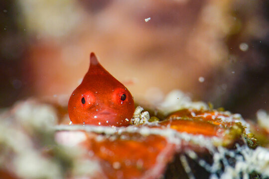 Juvenile lumpsucker