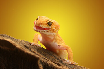 Leopard Gecko on yellow background.Leopard gecko lizard, close up macro