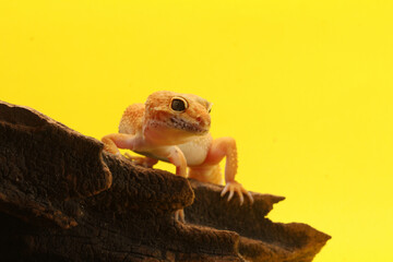 Leopard Gecko on yellow background.Leopard gecko lizard, close up macro