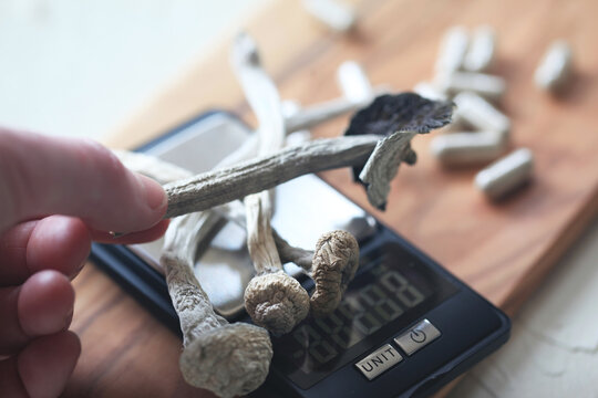 Psilocybin Mushrooms