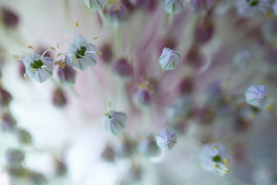 Close up detail of hardneck garlic flower