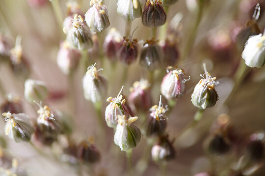 Garlic flower