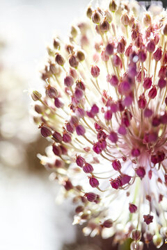 Hardneck garlic flower in blossom