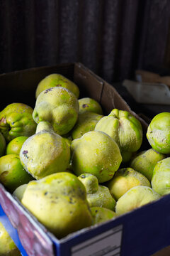 Box of harvested Quince fruit