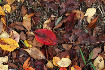 カラフルな落ち葉