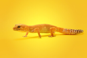 Leopard Gecko on yellow background.Leopard gecko lizard, close up macro