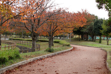 自然豊かな公園の散歩道と紅葉