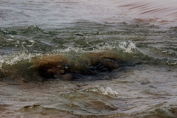 Fototapeta premium Close-up details of a small ocean wave breaking near to the edge of the beach