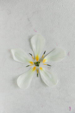 Tulip flowers divided in parts